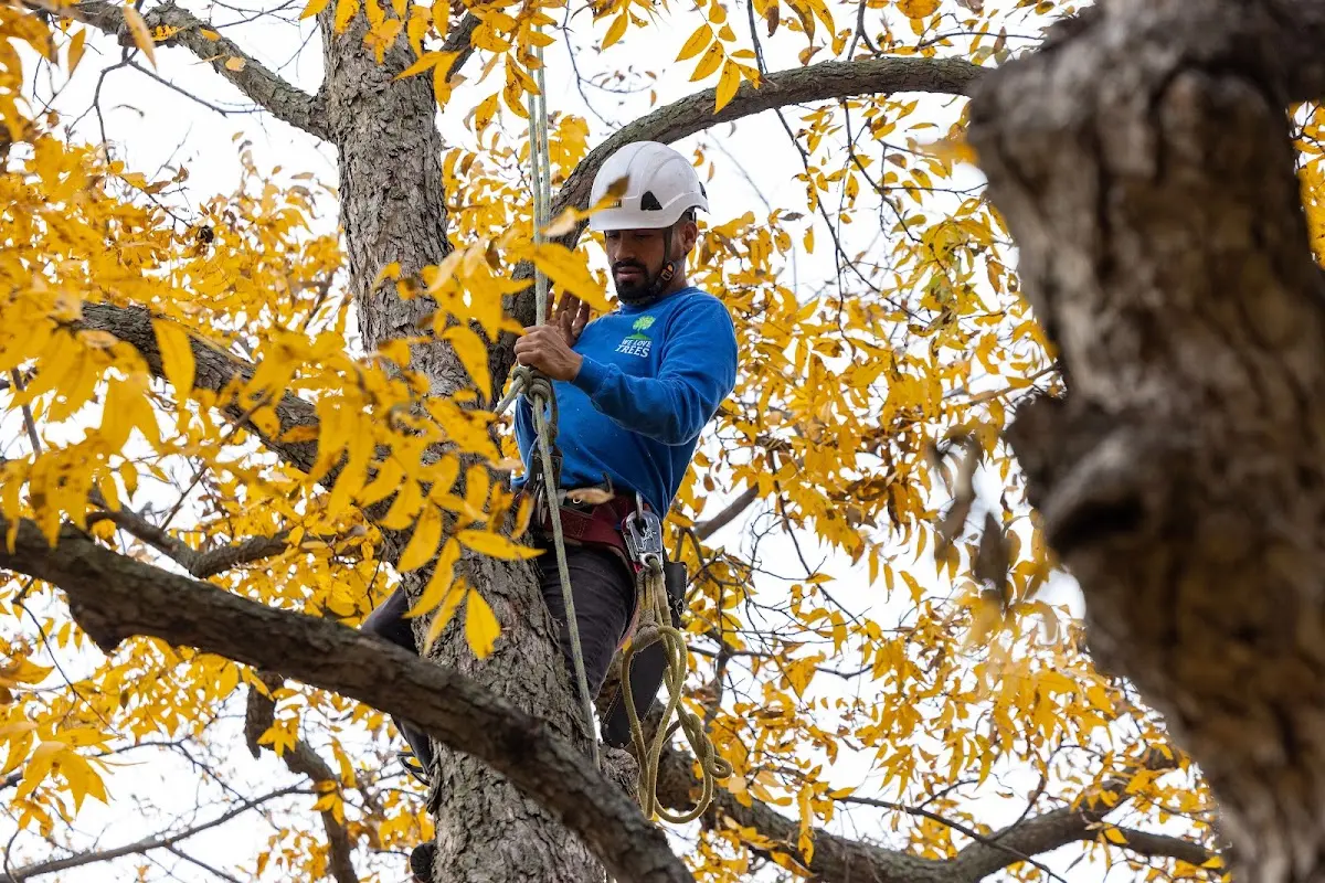 Skilled Tree Pruning crew working in Windsor